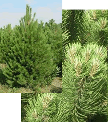 Douglas Fir
