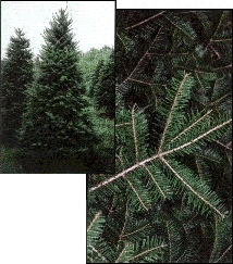 Fraser Fir