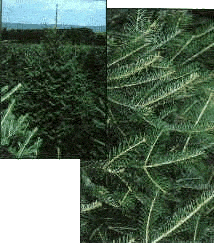Fraser Fir