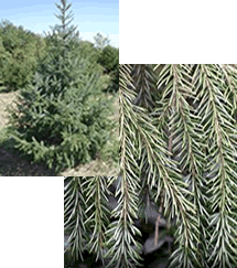 Fraser Fir