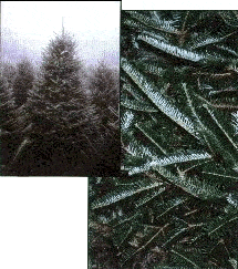 Fraser Fir