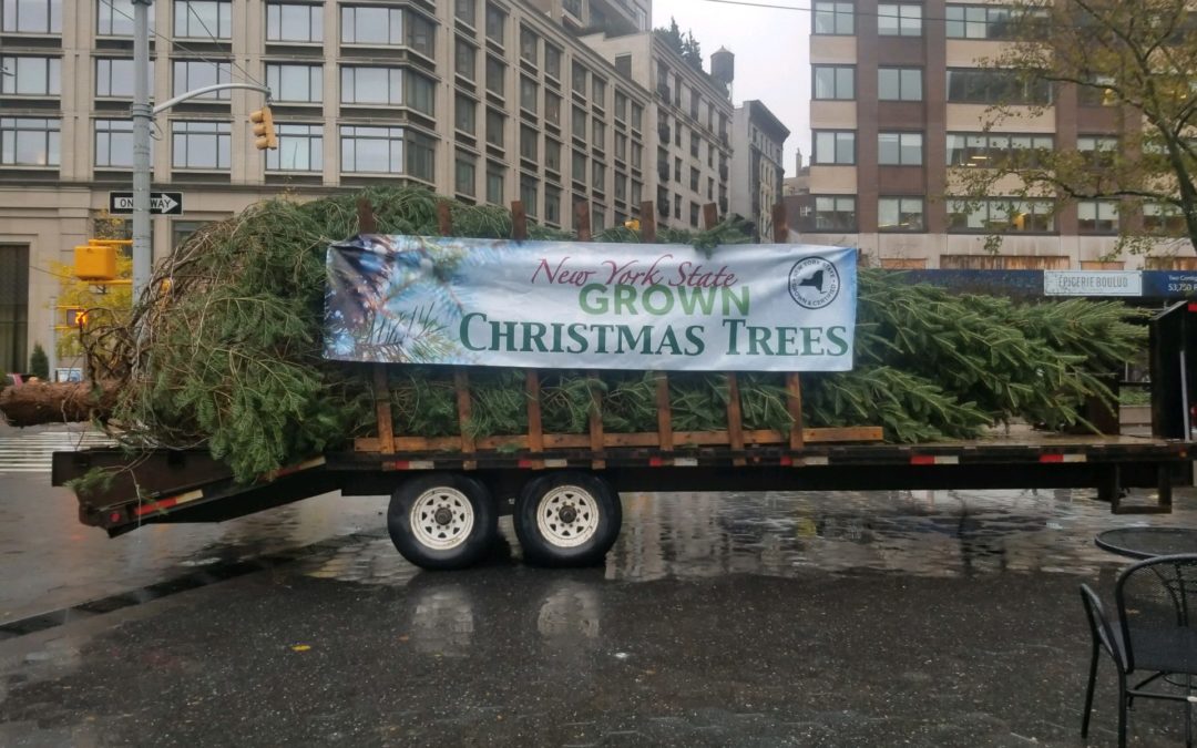2019 Rockefeller Christmas Tree from Hudson Valley