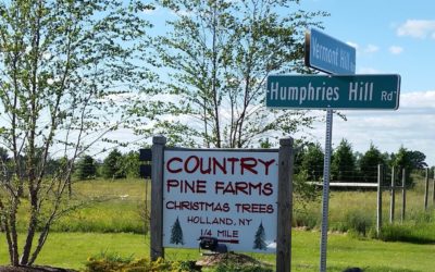 New York Christmas tree farmers join NYG&C program