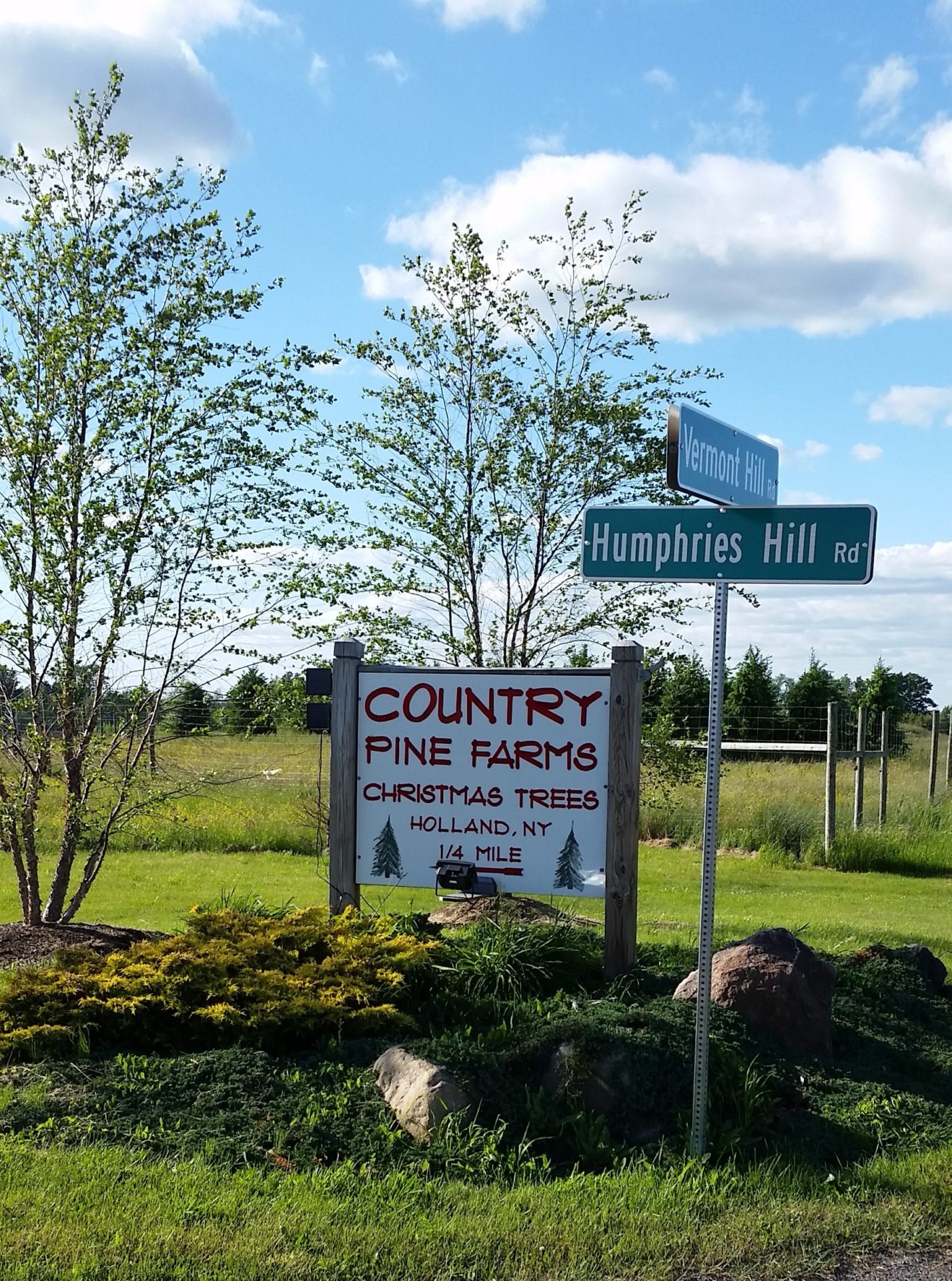 New York Christmas tree farmers join NYG&C program